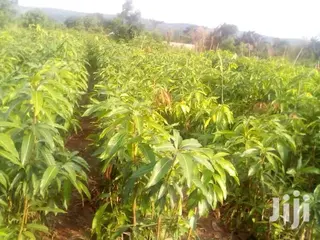 Quality Certified Grafted Mango(Keitt,Kent, Jafina)And Other Seedlings