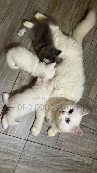 1-3 months Female Purebred Persian