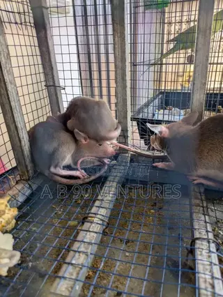 Local Rats