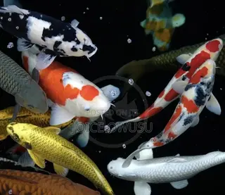 Food, Koi Fish, Black Tobacco and Sweetener