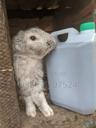 Rabbit Urine for Sale