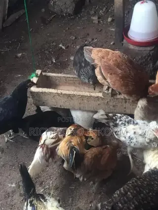 Sasso and Local Birds