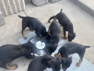 1-3 months Male Purebred Doberman Pinscher