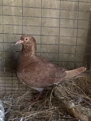 Red Pigeon