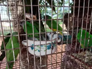 I Have Senegalese, Love Bird and Long Tail for Sale