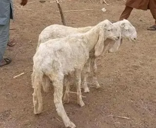 Long Balami Sheep