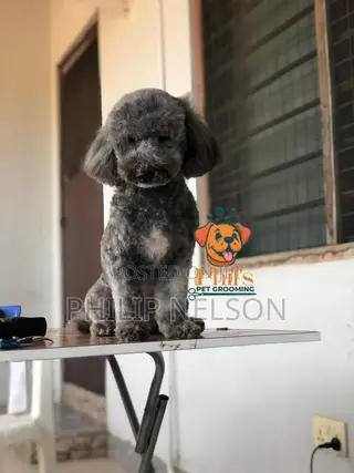 Dog Grooming Services