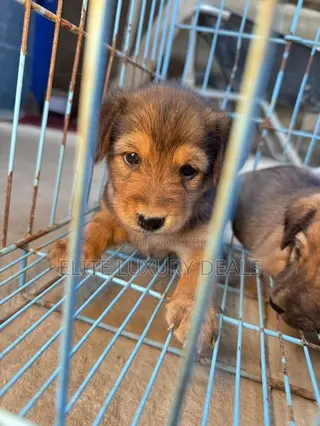 0-1 month Female Mixed Breed Mongrel (No Breed)