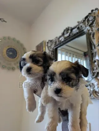 1-3 months Male Mixed Breed Maltipoo