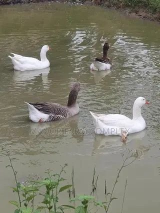 Organic Goslings