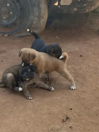 1-3 months Male Mixed Breed Dog