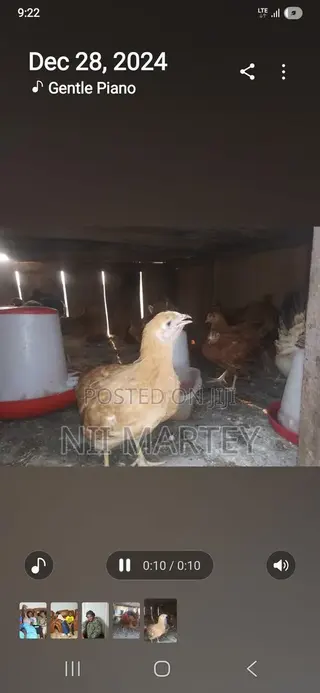 Chickens and Rabbits
