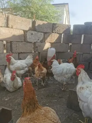 Matured Sasso Birds