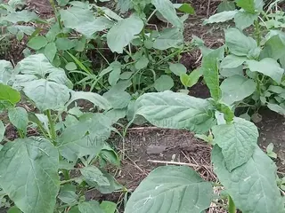 Green Vegetable ( Huckle Berry Leafs) (Njama Njama