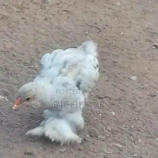 Bahma Chicks for Sale
