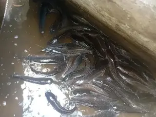 Catfish for Sale
