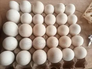 Turkey Eggs