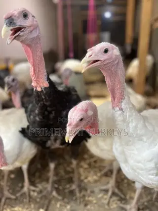 Foreign/ Local Turkeys for Sale