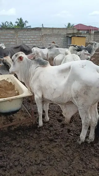 Cows (Small, Medium And Big)