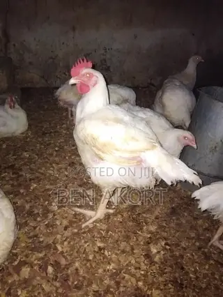 Broilers for Sale