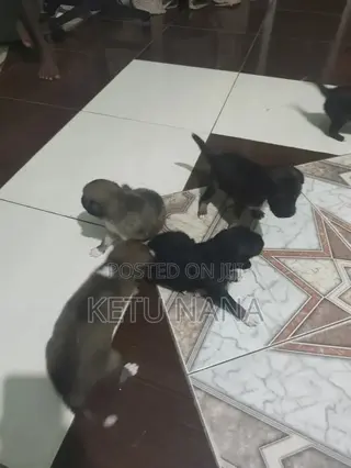 0-1 month Female Mixed Breed Mongrel (No Breed)