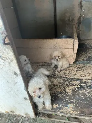 1-3 months Female Purebred Poodle