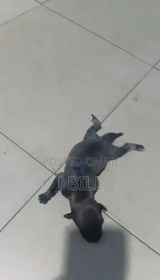 0-1 month Female Mixed Breed Doberman Pinscher