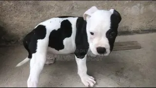 3-6 months Male Purebred American Pit Bull Terrier