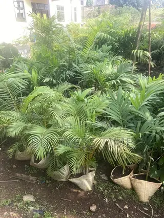 Garden and Landscaping