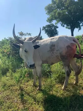 The Animals Seller