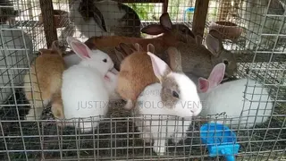 Healthy Rabbits