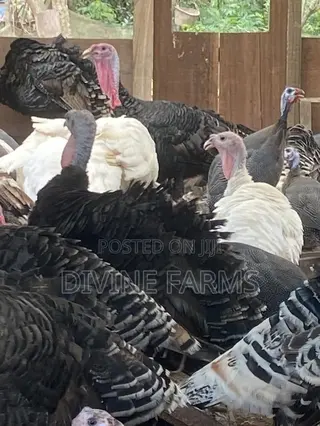 Guinea Fowls, Turkeys, Hens & Eggs for Sale —