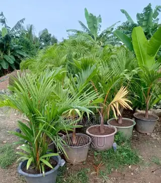 Flowers, Green Grass for Sale
