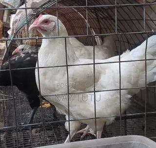 Local Laying Hen