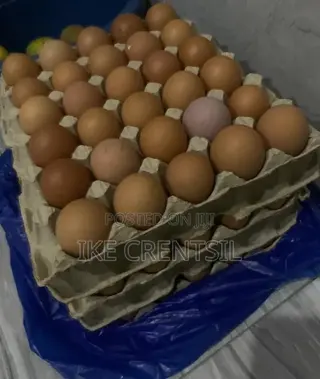 Fresh Farm Eggs-Medium to Large Size