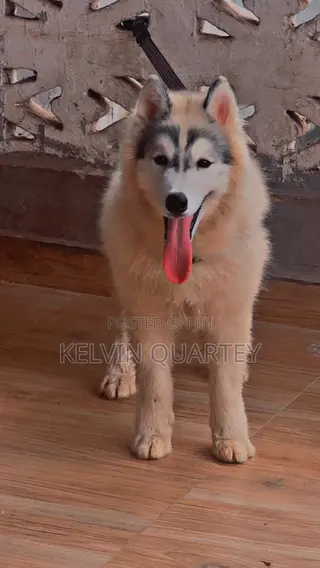 3-6 months Male Purebred Siberian Husky