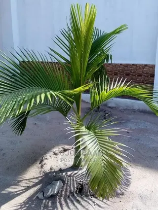 Landscaping and Gardening