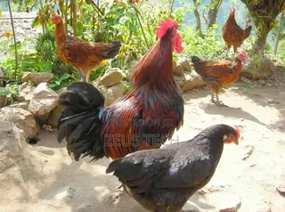 Matured Local Fowl for Sale – Healthy Local Cocks Hens
