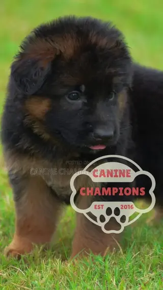1-3 months Female Purebred German Shepherd