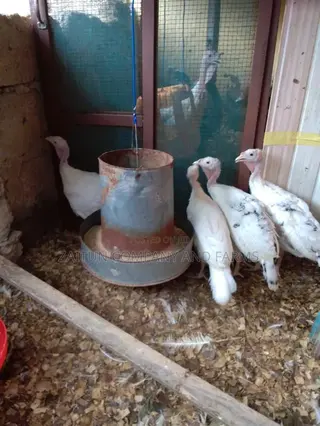 Young Turkeys for Sale