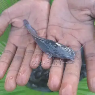 Fast-Growing Catfish Jumbo Size Available