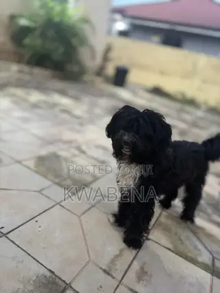 6-12 months Male Purebred Poodle