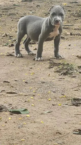 1-3 months Female Purebred American Pit Bull Terrier