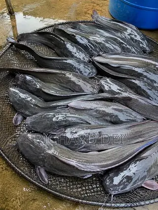 Catfish in Bulk