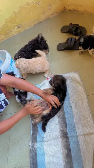 1-3 months Female Purebred Poodle