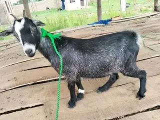 Nice Female Goat Seller