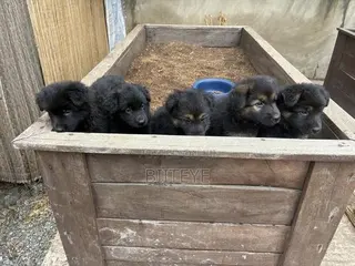 1-3 months Female Purebred German Shepherd