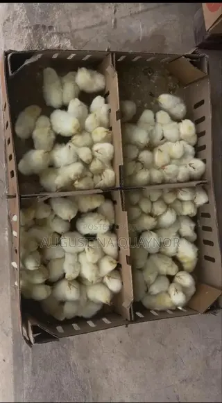 Poultry Layers