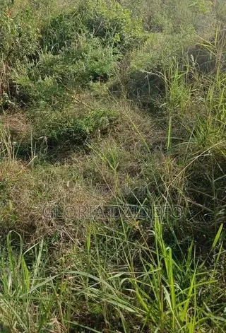 Fertile Farmland and Residential Area at Abutia Volta Region
