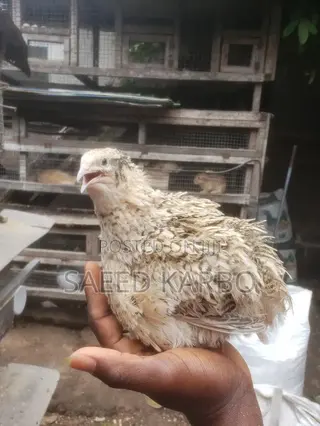 Jumbo Quails